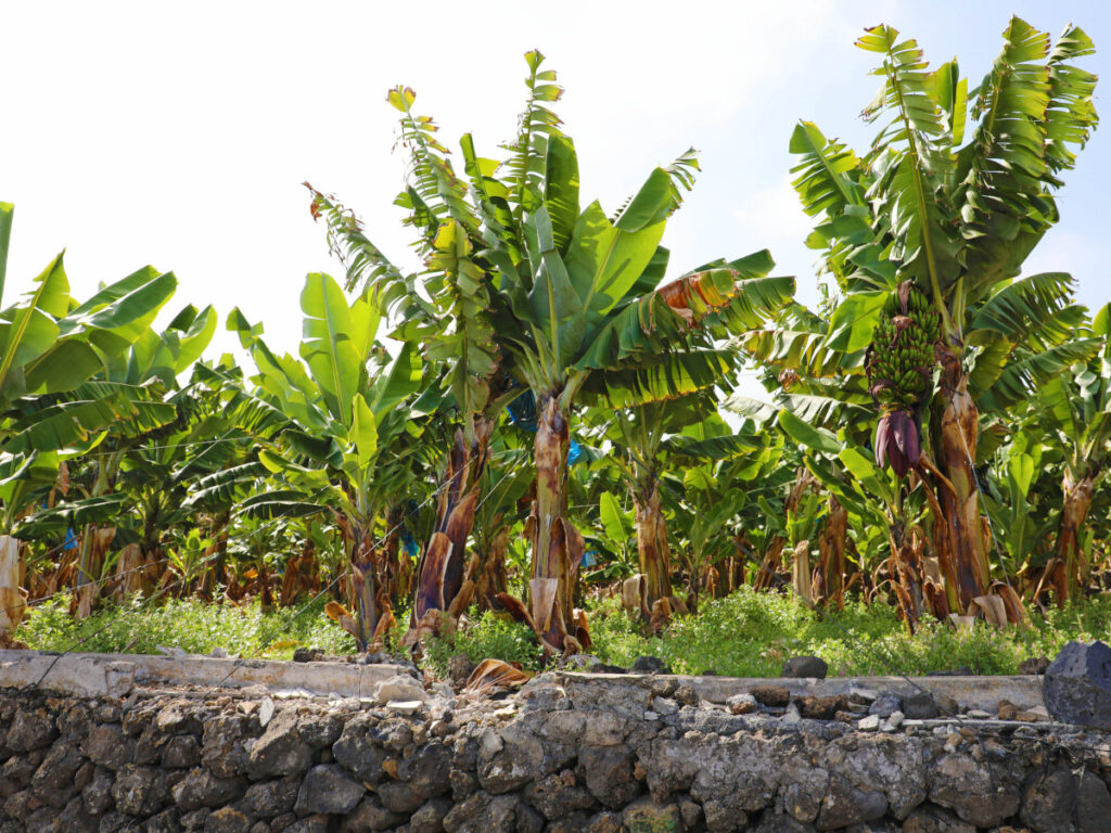 Avalúo finca bananera