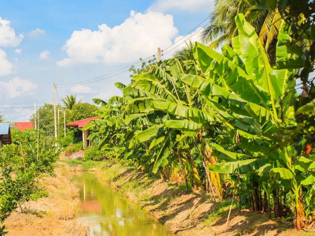 Avalúo finca bananera