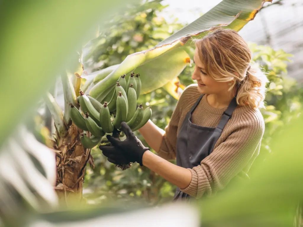 Avalúo finca bananera